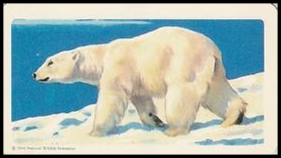 3 Polar Bear